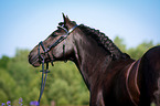 Welsh Cob Portrait