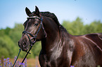 Welsh Cob Portrait