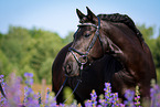 Welsh Cob Portrait