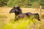 galloping Welsh Cob