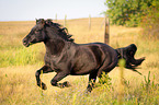 galloping Welsh Cob
