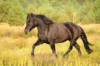 trotting Welsh Cob