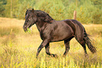 trotting Welsh Cob