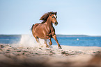 Welsh Cob on the sea