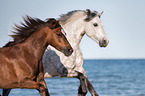 Welsh Cob and Connemara