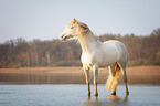 Welsh Cob