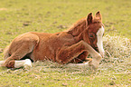 lying Welsh Cob foal