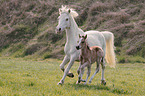 running Welsh Cob