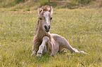 lying Welsh Cob foal