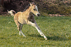 galloping Welsh Cob foal