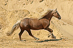 galloping Welsh Cob