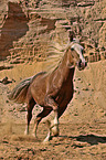 galloping Welsh Cob