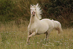 galloping Welsh Cob