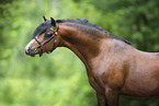 Welsh-Cob Portrait