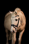 Welsh-Cob Portrait