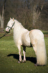 Welsh Cob stallion