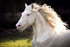 Welsh Cob stallion