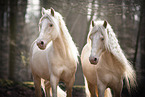 Welsh Cobs