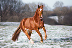 Welsh Cob mare