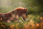 Welsh Cob foal