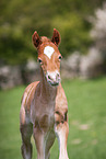 Welsh Cob foal