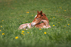 Welsh Cob foal