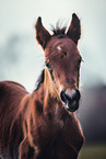 Welsh Cob foal