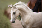 Welsh Cob foal