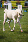 Welsh Cob