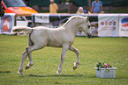 Welsh Cob