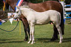 Welsh Cob