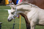 Welsh Cob