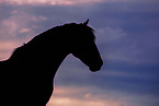 Welsh Cob