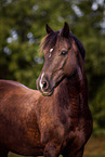 Welsh Cob