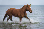 Welsh-Cob