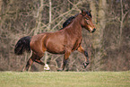 Welsh-Cob mare