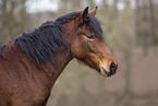 Welsh-Cob mare