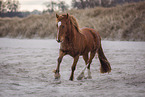 Welsh-Cob