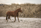 Welsh-Cob