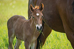 Welsh-Cob foal