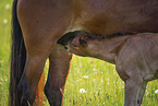 Welsh-Cob foal