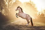 Welsh Cob