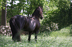 Welsh Cob