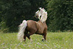 Welsh Cob