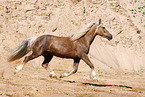 Welsh Cob