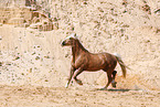 Welsh Cob