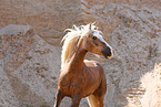 Welsh Cob