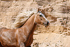 Welsh Cob