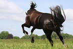 Welsh Cob