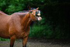 Welsh Cob mare